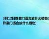 3月12日卧室门适合放什么植物(卧室门适合放什么植物)