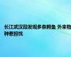 长江武汉段发现多条鳄鱼 外来物种惹担忧