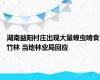 湖南益阳村庄出现大量蝗虫啃食竹林 当地林业局回应