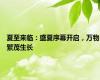 夏至来临：盛夏序幕开启，万物繁茂生长