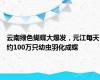 云南绿色蝴蝶大爆发，元江每天约100万只幼虫羽化成蝶