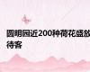 圆明园近200种荷花盛放待客