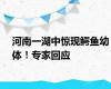 河南一湖中惊现鳄鱼幼体！专家回应