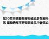 花50买空调服务宠物被放后备厢热死 宠物快车不开空调仓鼠中暑死亡