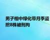 男子相中绿化带月季盗挖8株被刑拘