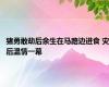 猪勇敢劫后余生在马路边进食 灾后温情一幕