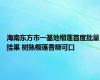 海南东方市一基地榴莲首度批量挂果 树熟榴莲香糯可口