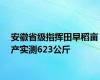 安徽省级指挥田早稻亩产实测623公斤