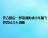 警方回应一群流浪狗被小车撞飞 警方已介入调查