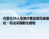 内蒙古24人采摘沙葱韭菜花被查处：非法采摘野生植物