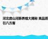 河北唐山河豚养殖大揭秘 高品质引八方客