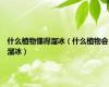 什么植物懂得溜冰（什么植物会溜冰）