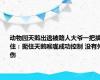 动物园天鹅出逃被路人大爷一把擒住：扼住天鹅喉咙成功控制 没有外伤