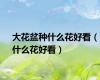 大花盆种什么花好看（什么花好看）